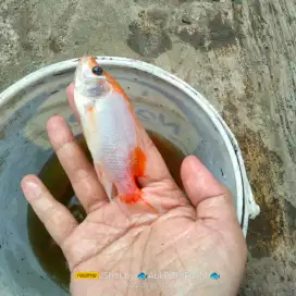 Bibit ikan nila Bangkok 2 jari (asli)