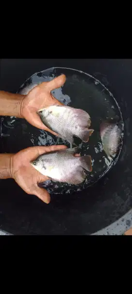 Ikan gurame soang nyuper(3jari)