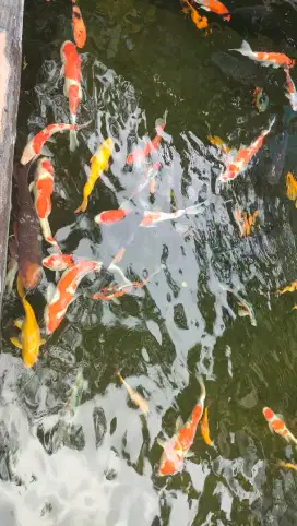 Borong kolam ikan koi 30cm 40cm