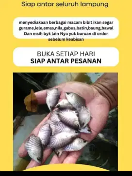 Bibit ikan air tawar