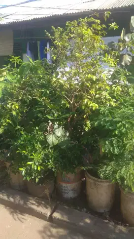 Pohon jamblang putih buah aga keunguan