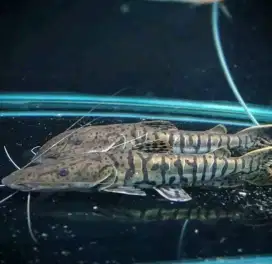 Ikan hias lele TSN
