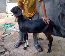 Kambing aqiqah-qurban-nazar dan kambing guling 2025