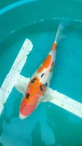 Ikan koi Sanke jumbo 41cm