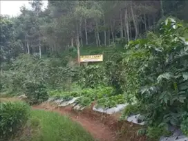 DIJUAL TANAH KEBUN LEMBANG