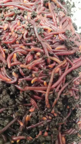Cacing lumbricus rubellus LR
