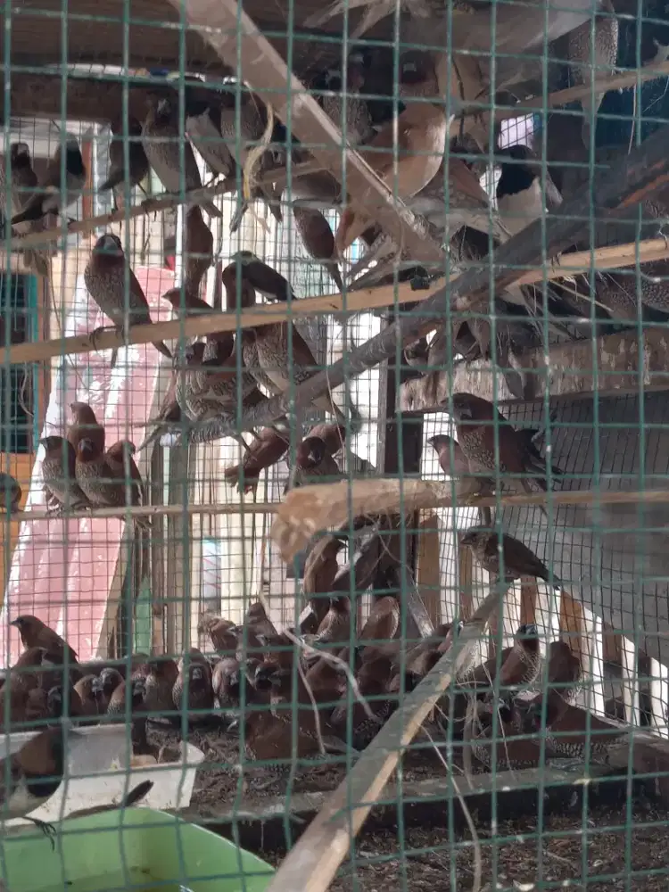 Burung emprit kaji