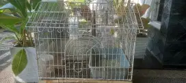 Kandang kucing lipat besi besar