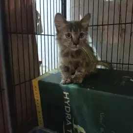 Munchkin standar betina