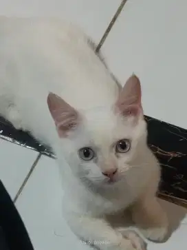 Siap Adopsi ready 2 ekor Remaja Persia Bold N 1 ekor Munchkin medium