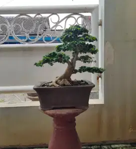 Bonsai sisir indah