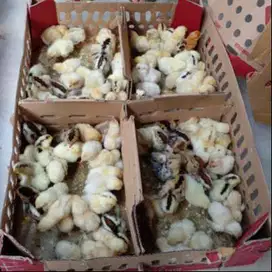 Banyuwangi, Jual Bibit Ayam Elba Petelur