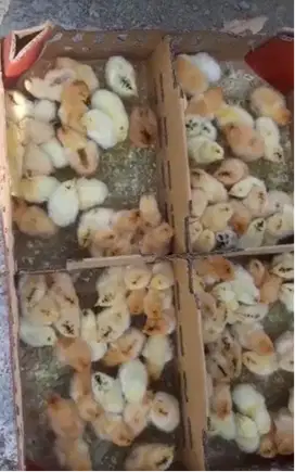 Pekalipan, Dijual Bibit Ayam Elba Petelur (1 boks isi 100)