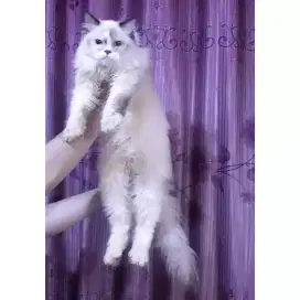 Kucing Jantan (Ragdoll Pure) Karakter Special