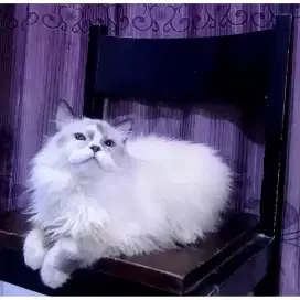 Kucing Ragdoll Pure (Jantan)