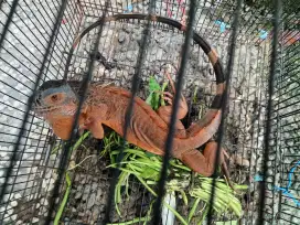 Iguana super red merah besar bonus kandang bagus