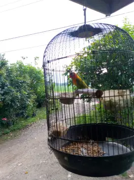 Jual burung love bird jantan dan betina burung lovebird rawatan