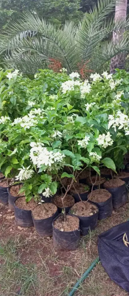 Menjual beragam jenis tanaman hiyas