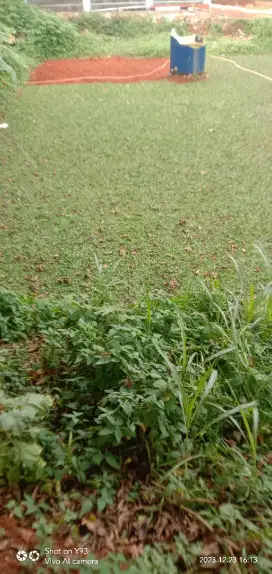 Rumput jepang dan gajah mini ...cocok untuk mempercantik  halaman