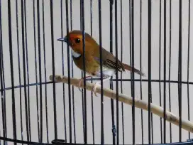 Burung SKP Jantan