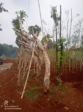 Sedia tanaman untuk penghijawan dan prapihan lahan