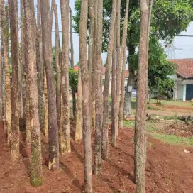 Ready pohon pule putih tinggi 5 meter siap kirim