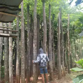 Siap kirim pohon pule tunggal 5-6 meter