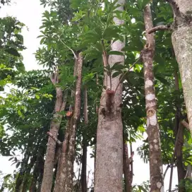 Ready pohon pule tunggal tinggi 5 meter siap kirim
