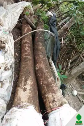 Ready stok pohon trembesi tinggi 4-5 meter