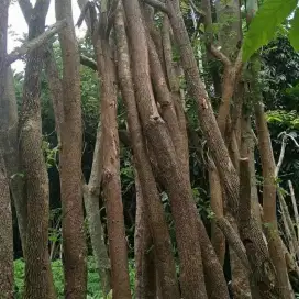 New pohon trembesi tinggi 4-5 meter siap kirim