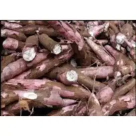 Singkong Apuy (kulit merah)