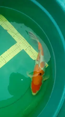 Ikan Koi Sanke Doitsu 36cm original jumbo