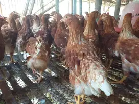 Dijual Pullet Petelur Usia 13 Minggu, Bisa Pesan Ecer, Sidareja