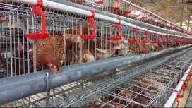 Jual Pullet Petelur Merah Usia 13 Minggu, Banjarnegara