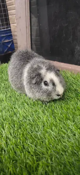 Marmut/guinea pig tedy silver