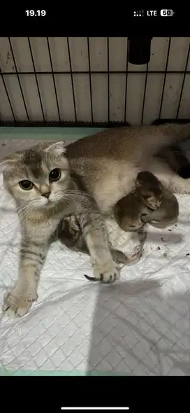 Scotish fold ped British shorthair