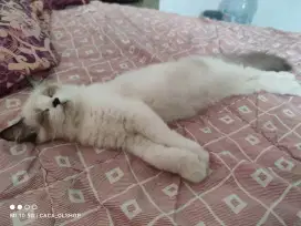 Kucing persia ragdoll midol  cantik