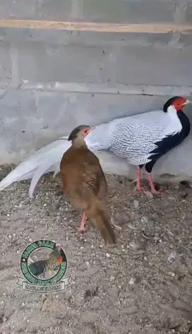 Jual ayam silver pheasant sepasang remaja