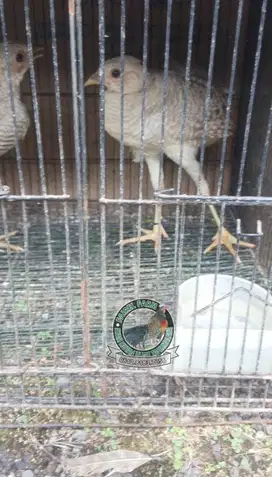 Jual ayam yellow pheasant sepasang remaja