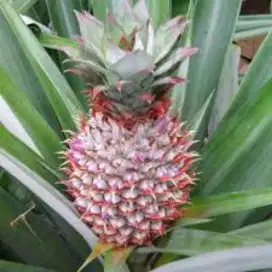 Nanas muda asli pelancar haid PMS