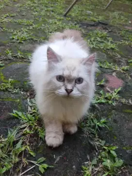 Kucing Persia Himalaya Betina Putih