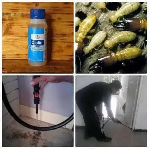 Jasa Anti Rayap Terpercaya