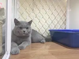 Jasa Pacak kucing British Shorthair