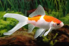 Ikan hias komet