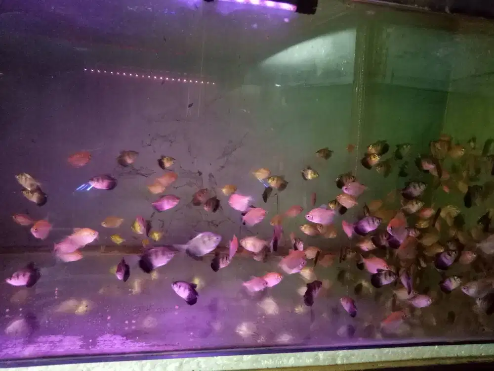 Ikan hias black Tetra dan Tetra albino