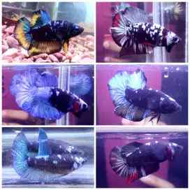 Jual berbagai jenis ikan cupang