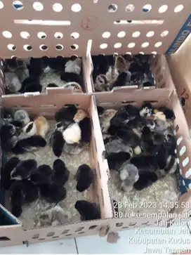 Bandung, Menyediakan Bibit Ayam Kampung Unggul (KUB) Pedaging