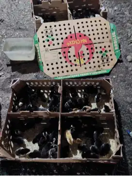 Tangerang, Menyediakan DOC Ayam Kampung Unggul (KUB) Pedaging