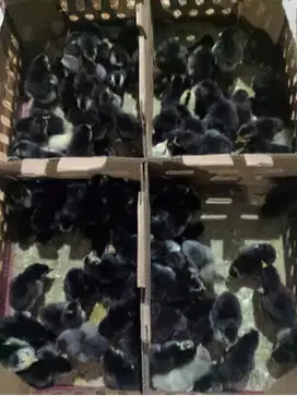 Tasikmalaya, Ready Stock DOC Ayam Kampung Unggul (KUB) Pedaging