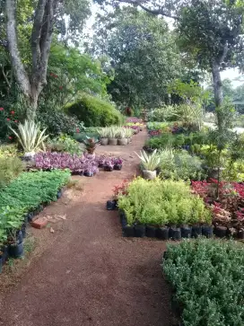 Taman rumput tanaman hias